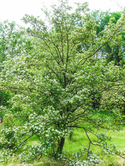 Spring garden at home, countryside. Village territory in sunny day 