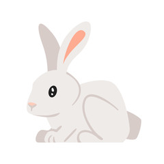 home animal pet - rabbit
