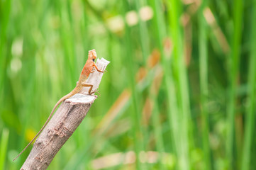 Chameleon with Nature blurry background.