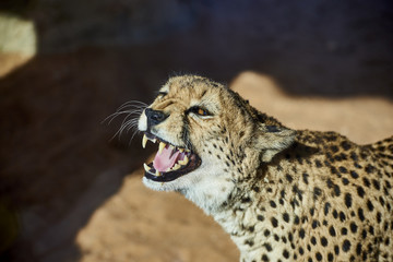 Cheetah unhappy