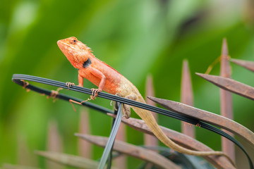 Chameleon with Nature blurry background.