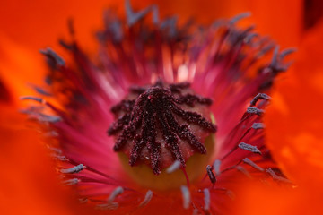 poppy - flower head and stamens