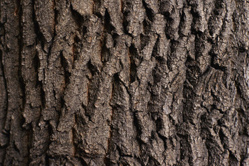 Rough natural texture. Dark brown tree bark