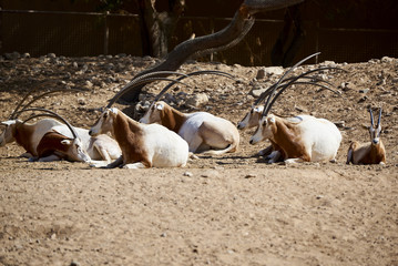 animals chilling out