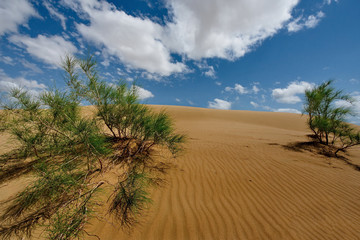 West Kazakhstan. Life in sand dunes Senek.