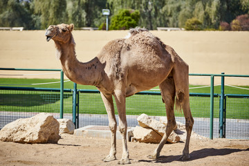 Camel in captivity