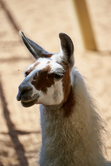 Lama in captivity