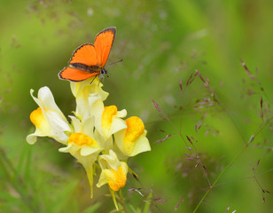 Scarce copper male butterfly