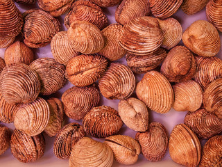 Fresh clams background