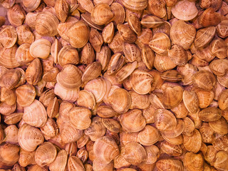 Heap of fresh Clams vongole