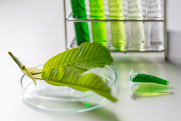 Science Research leaves of Mitragyna speciosa (kratom) and Chemical analysis  in Lab.
