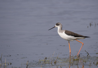 Black winged stilt wading through the water