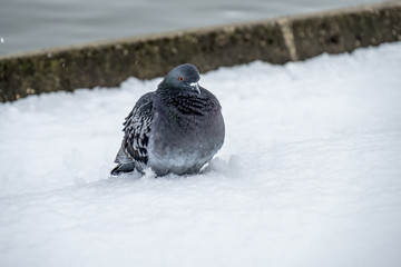 Grey Dove weathers a tough Germany storm