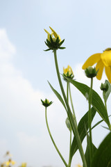 Yellow flower on blue sky background low angle
