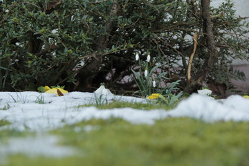 Frühlingsboten, spring