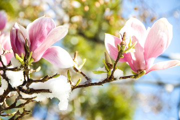 magnolia blooming in snow