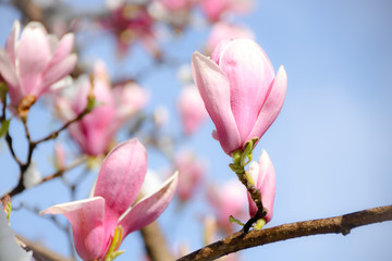 magnolia blooming in snow