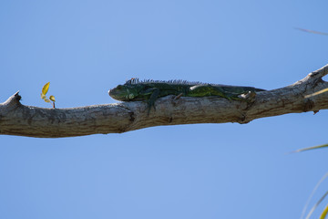 Iguana on branch