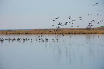 Vögel über Teich