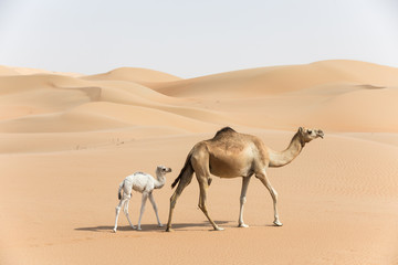 Proud Arabian dromedary camel mother walking with her white colored baby in the desert Abu Dhabi, UAE. - Powered by Adobe