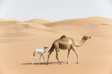 Foto op Plexiglas Abu Dhabi Trotse Arabische dromedariskameelmoeder die met haar witgekleurde baby in de woestijn Abu Dhabi, de V.A.E loopt.