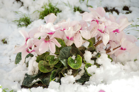 Cyclamen In Snow