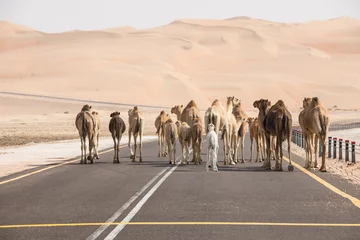 Rucksack Eine Herde arabischer Kamele - Dromedare, die auf der Asphaltstraße spazieren. Abu Dhabi, Vereinigte Arabische Emirate. © Kertu