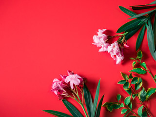 tropical and summer flatlay minimal concept from pink flower with tropical tree leaf arrange on red background with copy space