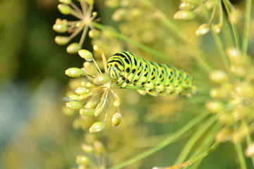 Гусеница Махаона