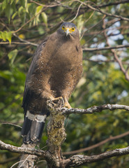 a raptor with yellow eyes staring at you (crested serpent eagle)