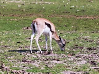 One Thomson's gazelle (Eudorcas thomsonii) looking  for food on the ground