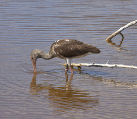Immature White Ibis