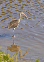 Immature White Ibis