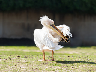 White pelican  stands on the ground on a sunny day and cleans feathers