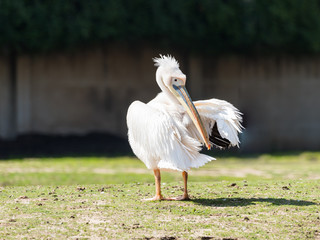 White pelican  stands on the ground on a sunny day and cleans feathers