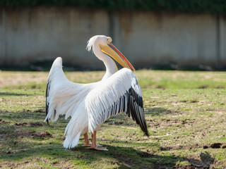 White pelican  stands on the ground straightening feathers on a sunny day