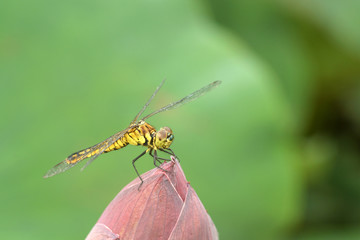 flower bud of lotus and dragonfly