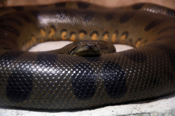 Große Anakonda (Eunectes murinus)
