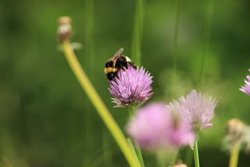 Bee