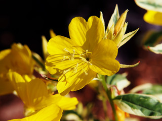 Oenothera tetragona 'Variegata' , O. fruticosa - narrowleaf evening primrose, narrow-leaved sundrops 