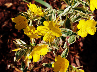 Oenothera tetragona 'Variegata' , O. fruticosa - narrowleaf evening primrose, narrow-leaved sundrops 