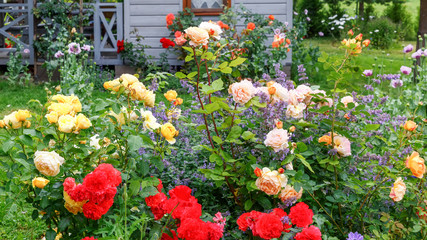 Flower bed of red, yellow, orange roses on the background of a small wooden house, rustic style, summer outdoor recreation. Attractive English Formal Garden