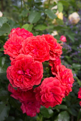 Beautiful red and yellow roses in a garden