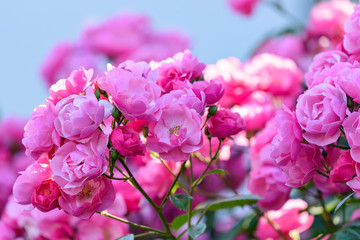 ピンク色の満開のバラの花