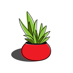 Aloe vera in the pot