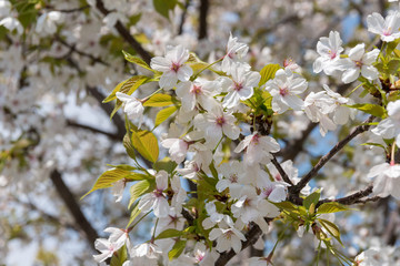 ヤマザクラの花と若葉
