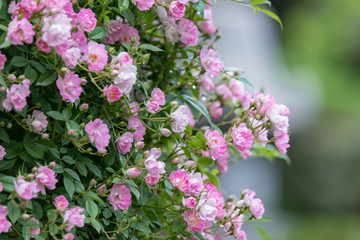 雨に濡れたピンクのつる性ミニバラの花