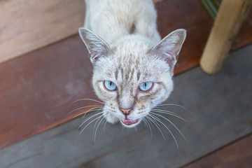 Surprised cat looking at the camera.