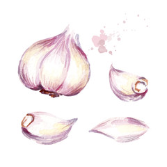Garlic set. Watercolor hand drawn illustration, isolated on white background