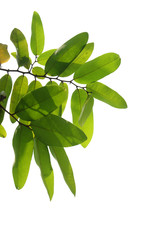 Obraz premium green tree branch isolated on white